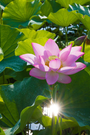 lotus flower and sunlightの写真素材