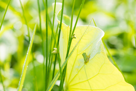 lotus leaf and frogの写真素材