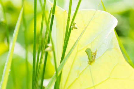 lotus leaf and frogの写真素材