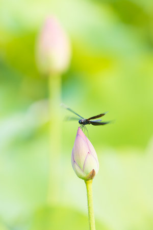 Dragonfly on the lotus leaf in the garden, Thailand.の写真素材