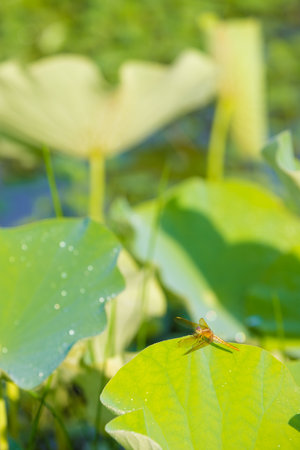 Dragonfly on the lotus leaf in the garden, Thailand.の写真素材
