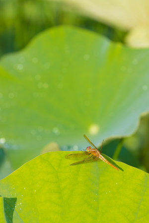Dragonfly on the lotus leaf in the garden, Thailand.の写真素材
