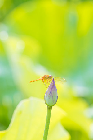 Dragonfly on the lotus leaf in the garden, Thailand.の写真素材