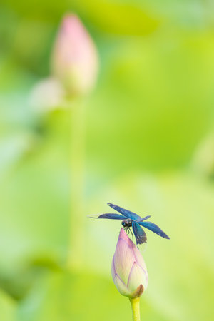 Dragonfly on the lotus leaf in the garden, Thailand.の写真素材
