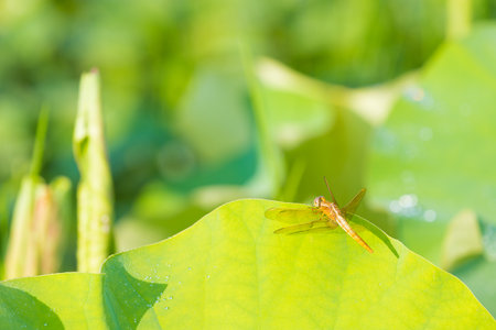 Dragonfly on the lotus leaf in the garden, Thailand.の写真素材
