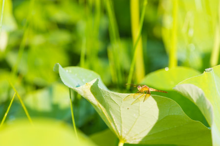 Dragonfly on the lotus leaf in the garden, Thailand.の写真素材