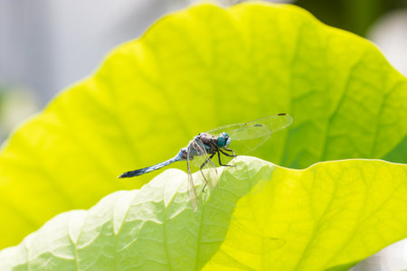 Dragonfly on the lotus leaf in the garden, Thailand.の写真素材