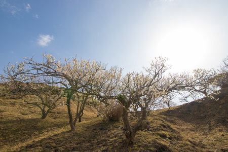 Plums in the plum orchardの写真素材