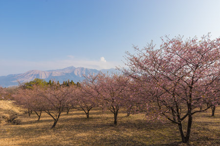 Kawazu cherry blossoms in Minamiaso (Minamiaso, Kumamoto Prefecture)の写真素材