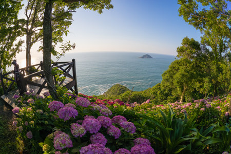 Hydrangea and blue skyの写真素材