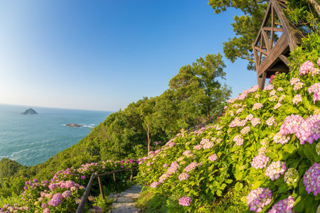 Hydrangea and blue skyの写真素材