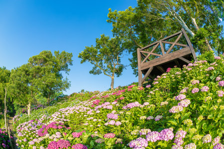 Hydrangea and blue skyの写真素材
