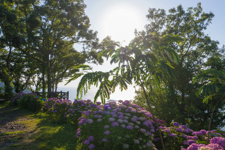Hydrangea and blue skyの写真素材