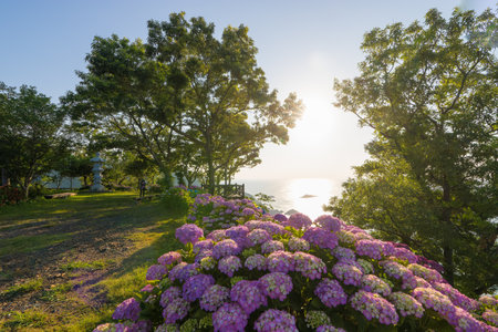 Hydrangea and blue sky