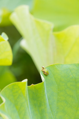 Green frog on the lotus leaf in the garden. (Selective focus)の写真素材