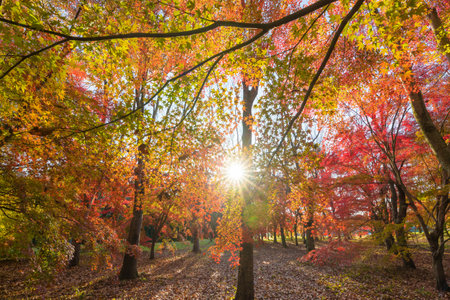 Red autumn leaves and the morning sunの写真素材