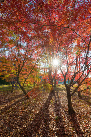 Red autumn leaves and the morning sunの写真素材