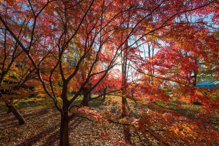 Red autumn leaves and the morning sunの写真素材