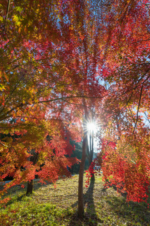 Red autumn leaves and the morning sunの写真素材