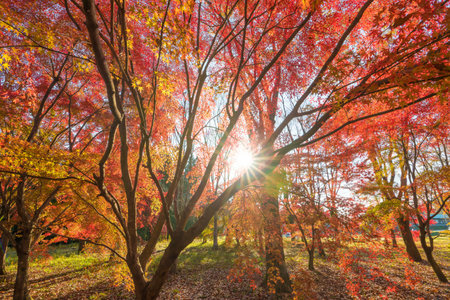 Red autumn leaves and the morning sunの写真素材