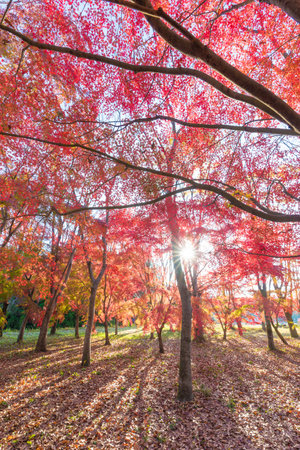 Red autumn leaves and the morning sunの写真素材