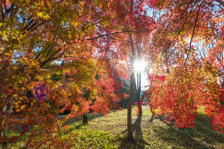 Red autumn leaves and the morning sunの写真素材
