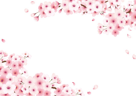 Hand-drawn Cherry Blossom Frame. âwhite backgroundâのイラスト素材
