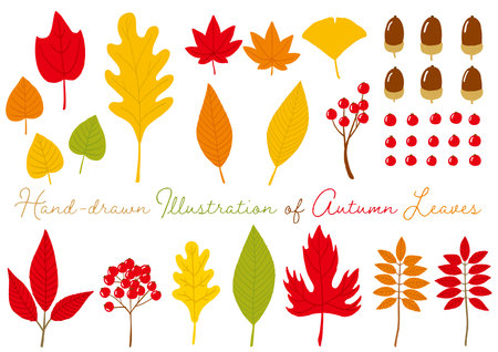 Hand-drawn Illustration of Autumn Leavesのイラスト素材