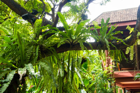 Trees in Thai millionaire garden