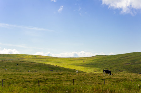 Japan's highland ranch, cattle, clear cloud