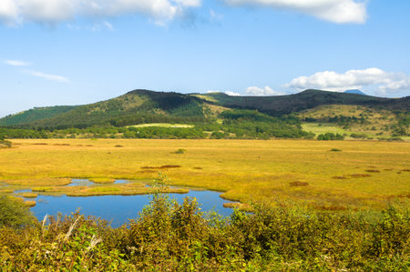 Wetlands of the plateau in Japan.Yellow grass.の写真素材