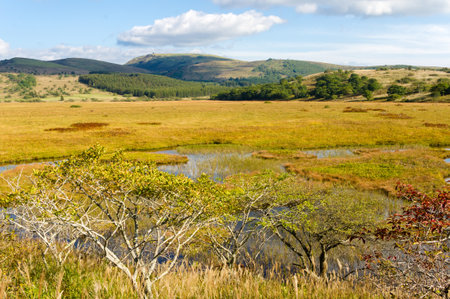 Wetlands of the plateau in Japan.Yellow grass.