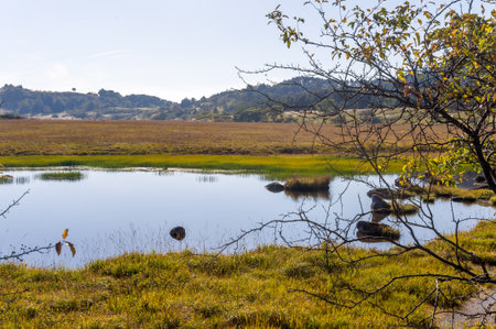 Wetlands of the plateau in Japan.Yellow grass.