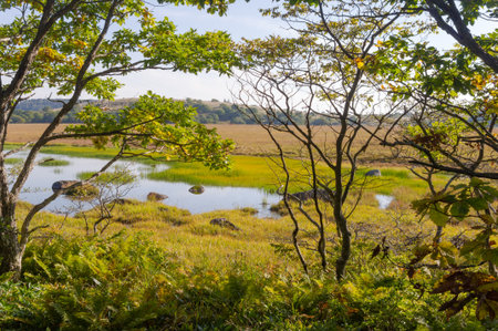 Wetlands of the plateau in Japan.Yellow grass.