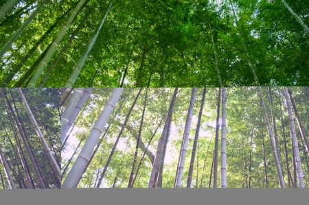 bamboo forestの写真素材