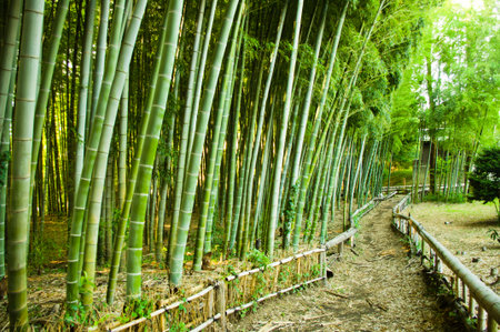 Bamboo Forest Wayの写真素材