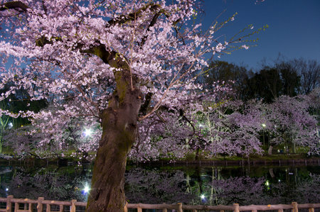 Tokyo,cherry blossoms in night,Pink,pondの写真素材
