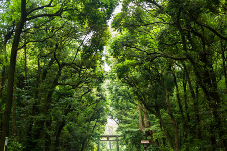 Japanese famous at the Shrine "meijijingu" in the forestのeditorial素材
