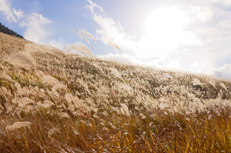 pampas grass fieldの写真素材