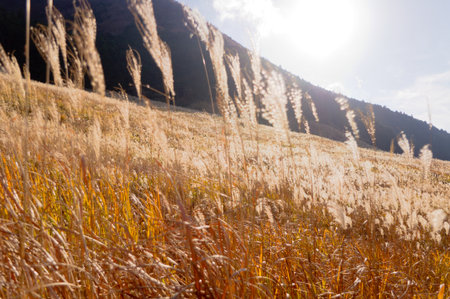 pampas grass fieldの写真素材