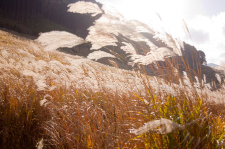 pampas grass fieldの写真素材