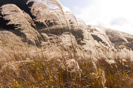 pampas grass fieldの写真素材