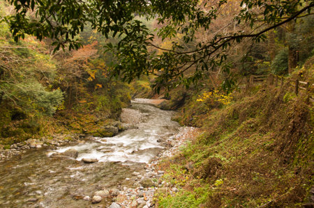 Autumn leaves and river in the mountains.の写真素材