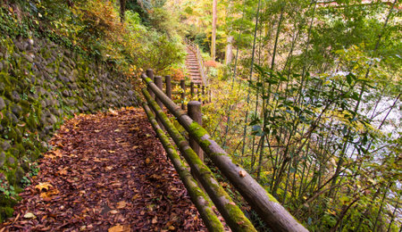 Autumn leaves. Hiking Trail.の写真素材