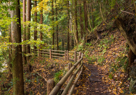 Autumn leaves. Hiking Trail.の写真素材