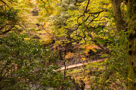 Autumn leaves in the mountains, near river and bridgeの写真素材