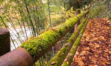Fallen leaves on the moss. Autumnの写真素材