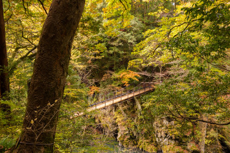 Autumn leaves in the mountains, near river and bridgeの写真素材