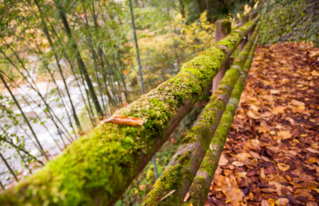 Fallen leaves on the moss. Autumnの写真素材