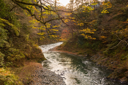 Sunlight.Autumn leaves and river in the mountains.の写真素材